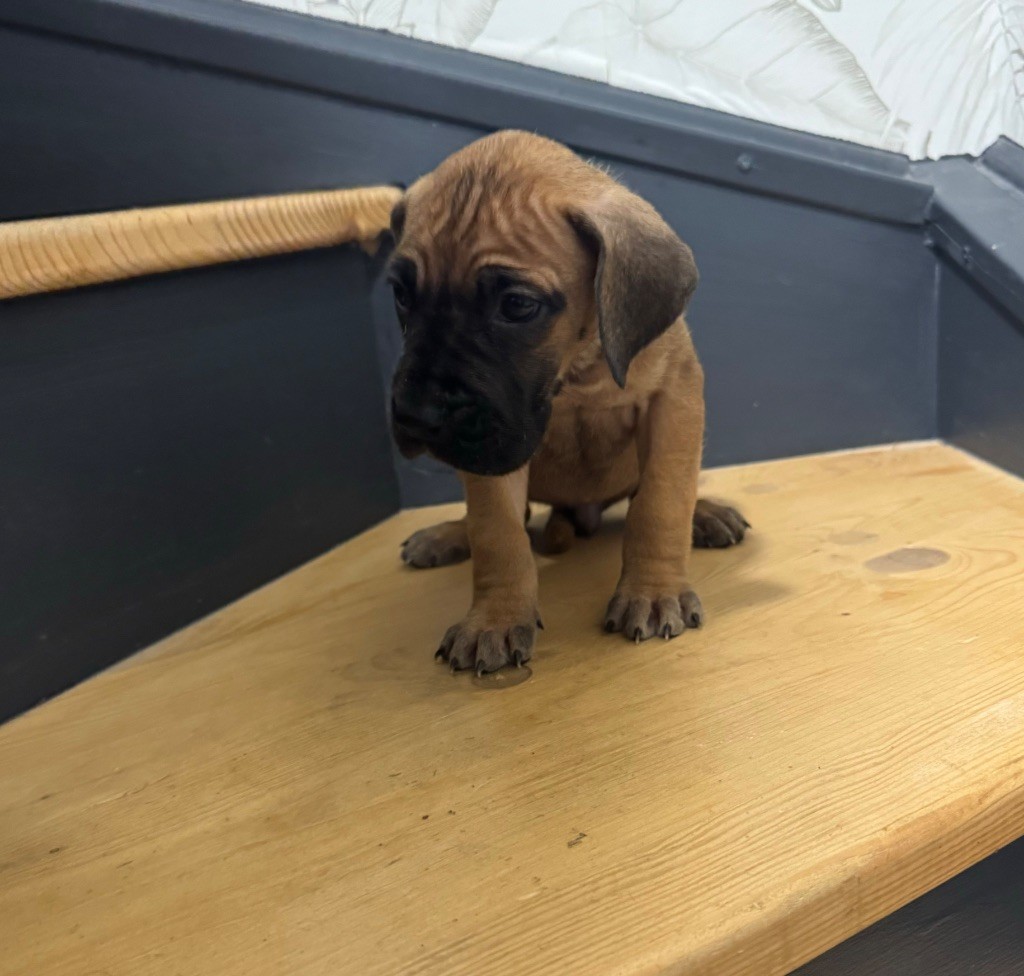 du Torrent Royal - Chiot disponible  - Dogue allemand