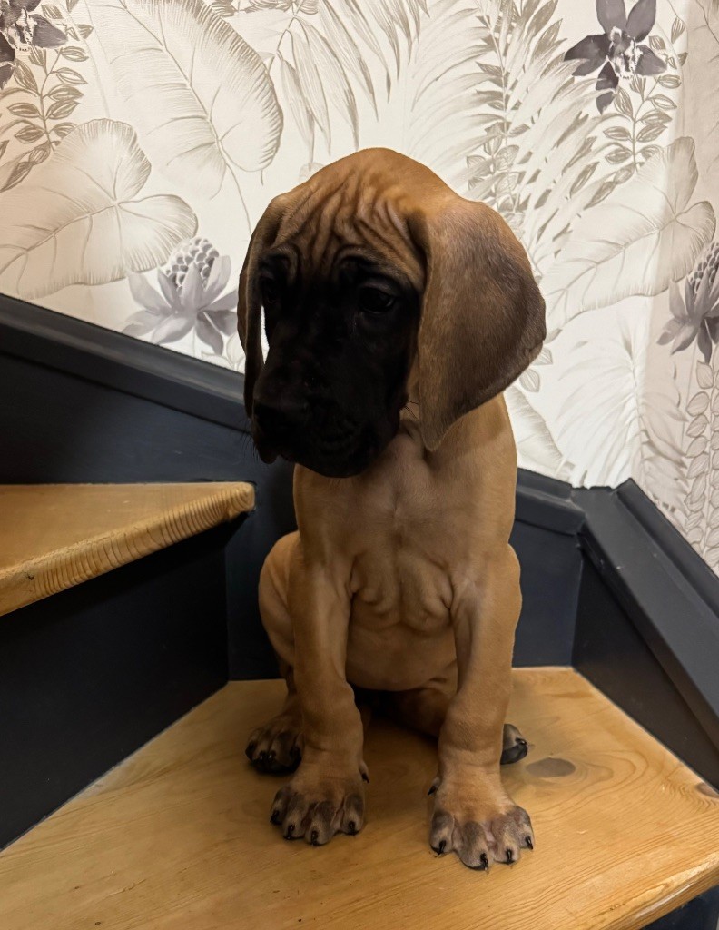 du Torrent Royal - Chiot disponible  - Dogue allemand