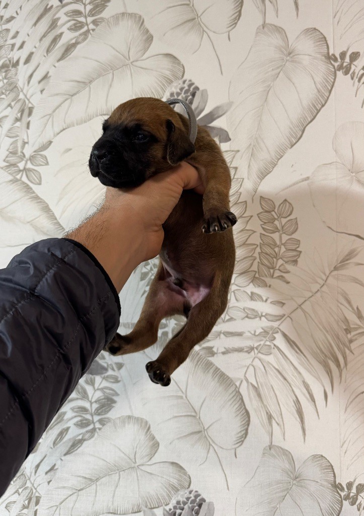 du Torrent Royal - Chiot disponible  - Dogue allemand