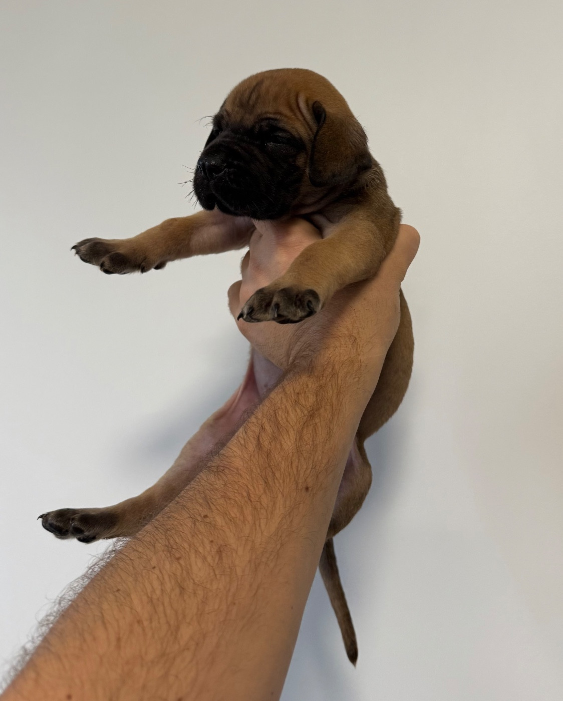 du Torrent Royal - Chiots disponibles - Dogue allemand