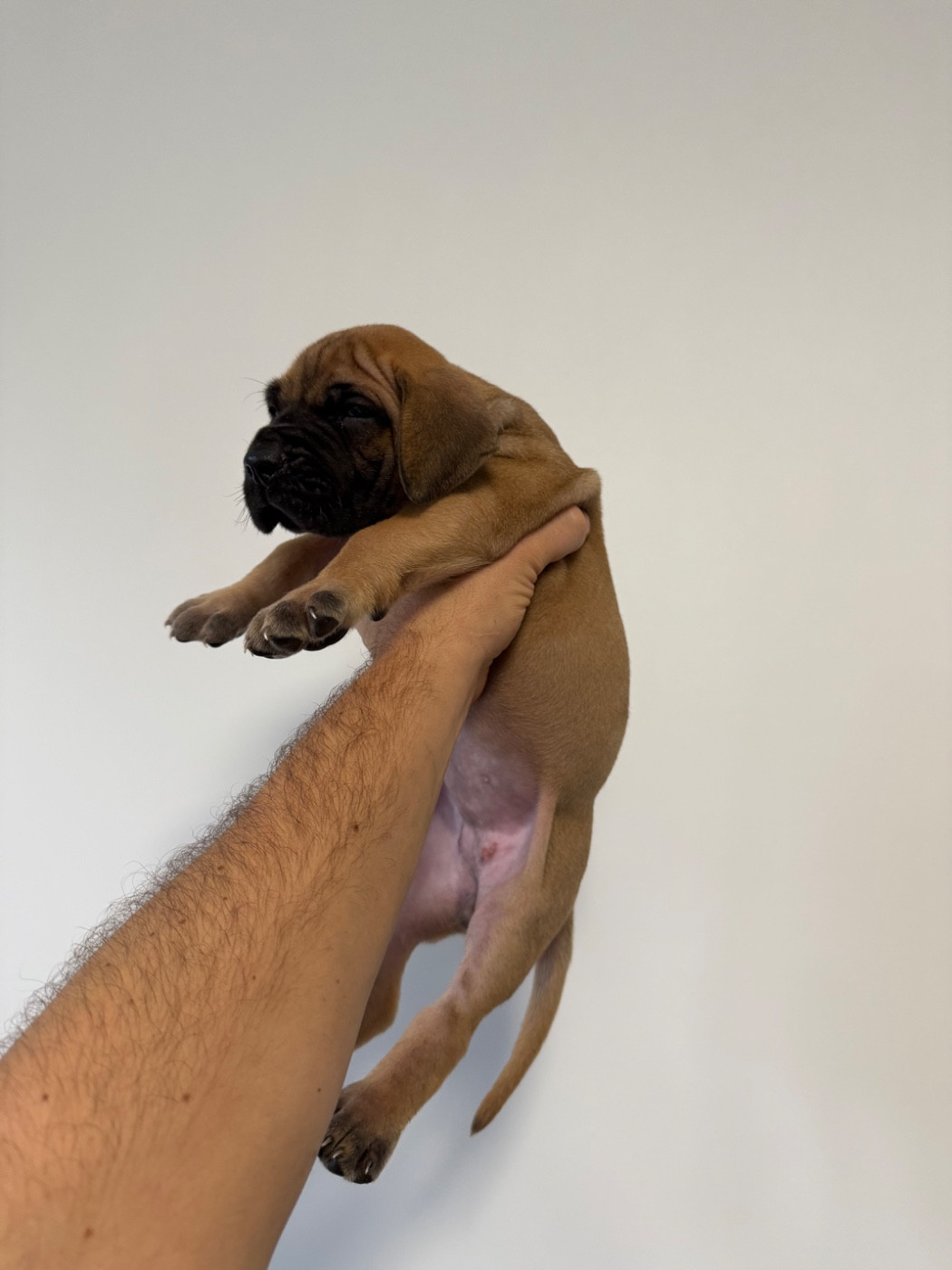 du Torrent Royal - Chiots disponibles - Dogue allemand