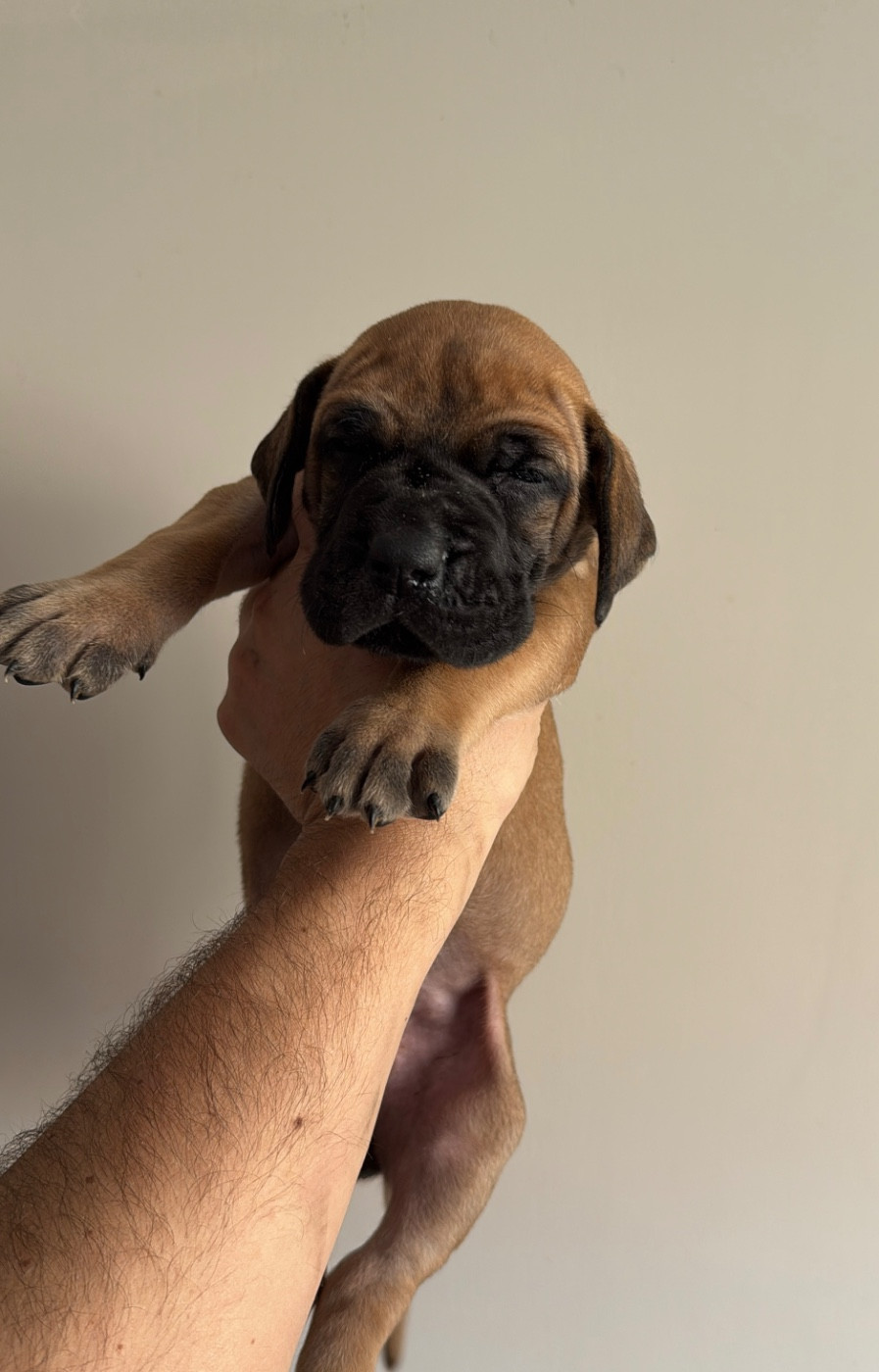 du Torrent Royal - Chiots disponibles - Dogue allemand