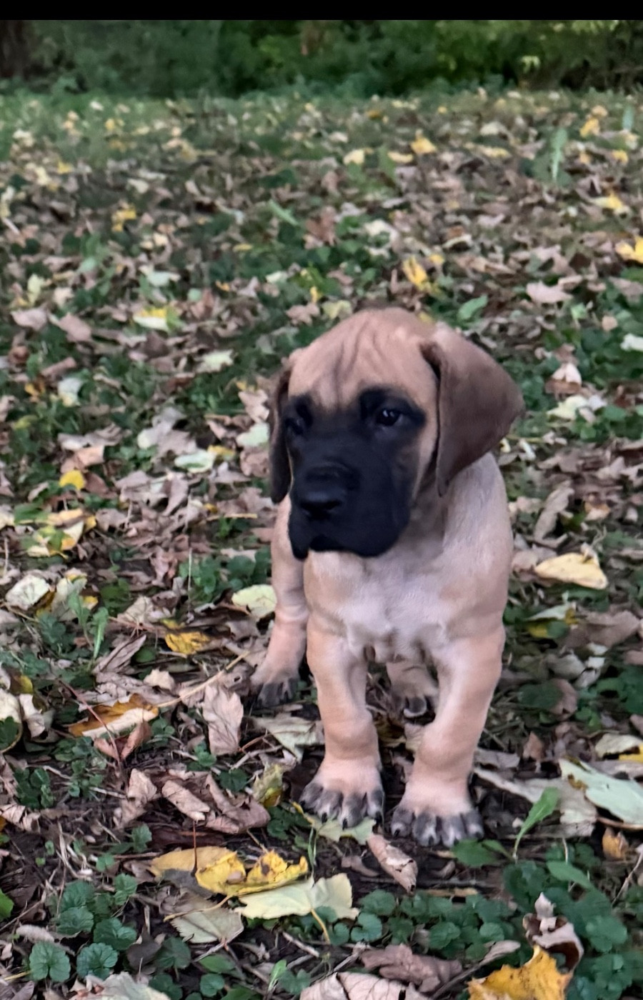 du Torrent Royal - Chiots disponibles - Dogue allemand