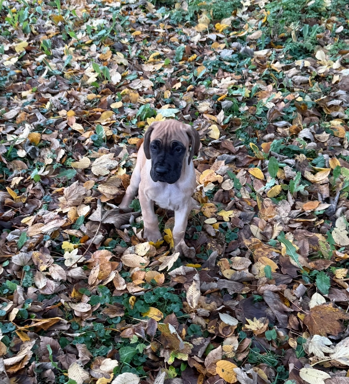 du Torrent Royal - Chiots disponibles - Dogue allemand