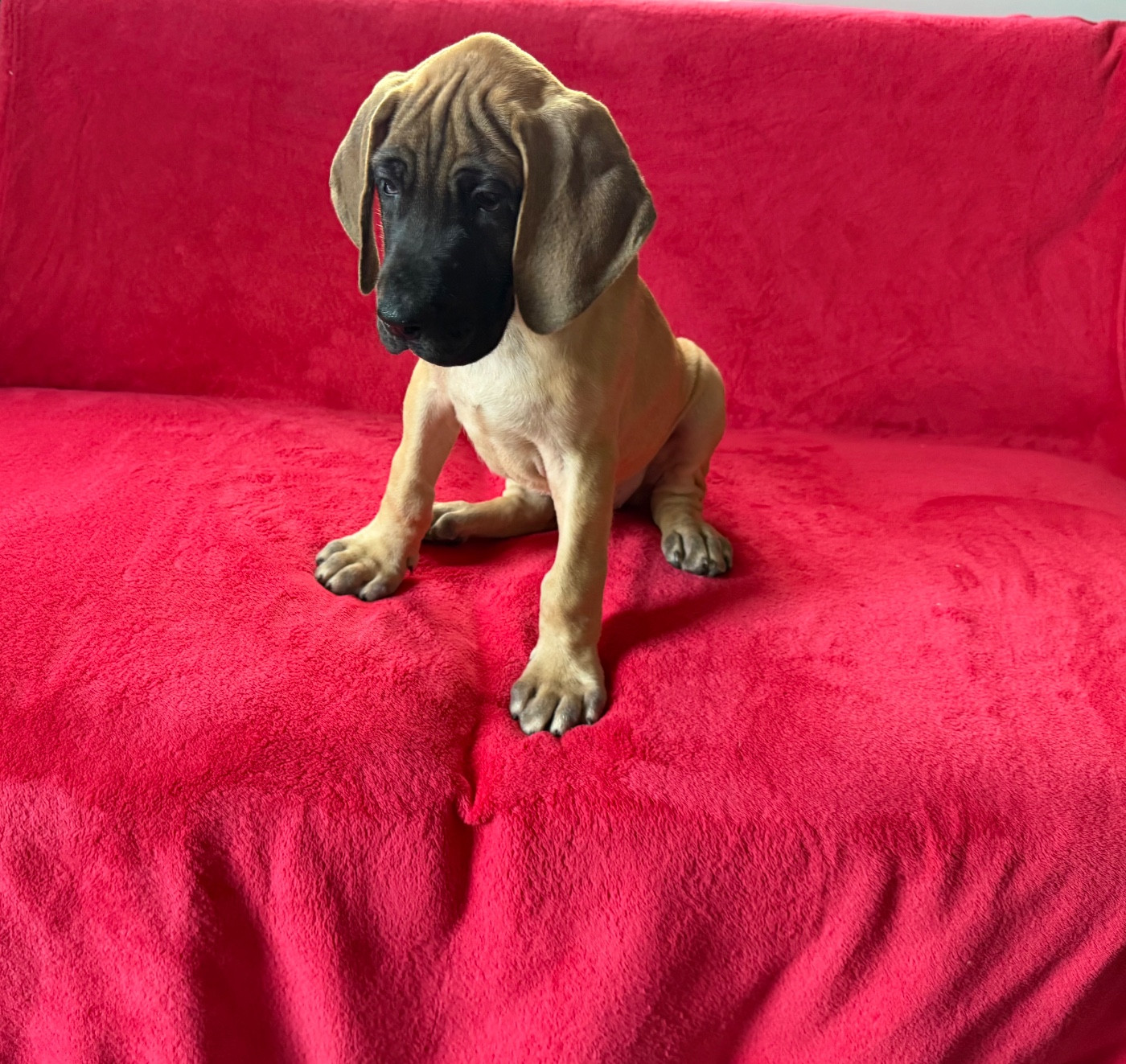 du Torrent Royal - Chiots disponibles - Dogue allemand