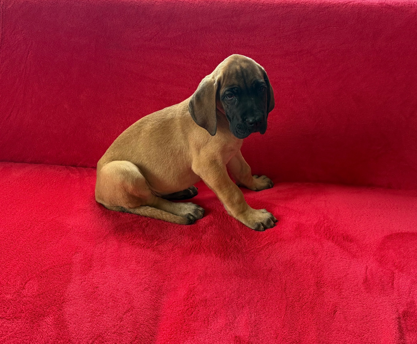 du Torrent Royal - Chiots disponibles - Dogue allemand