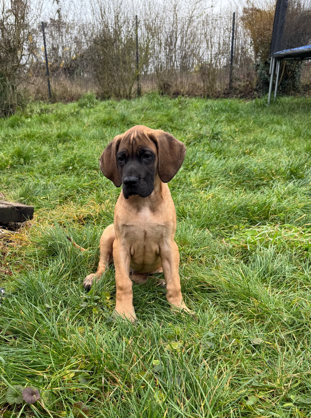 du Torrent Royal - Chiots disponibles - Dogue allemand