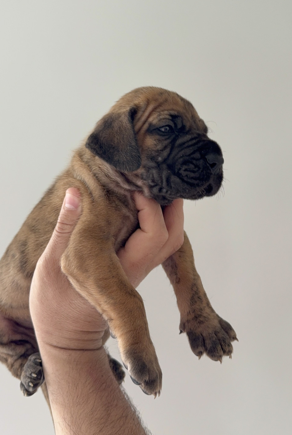 Chiot Dogue allemand du Torrent Royal