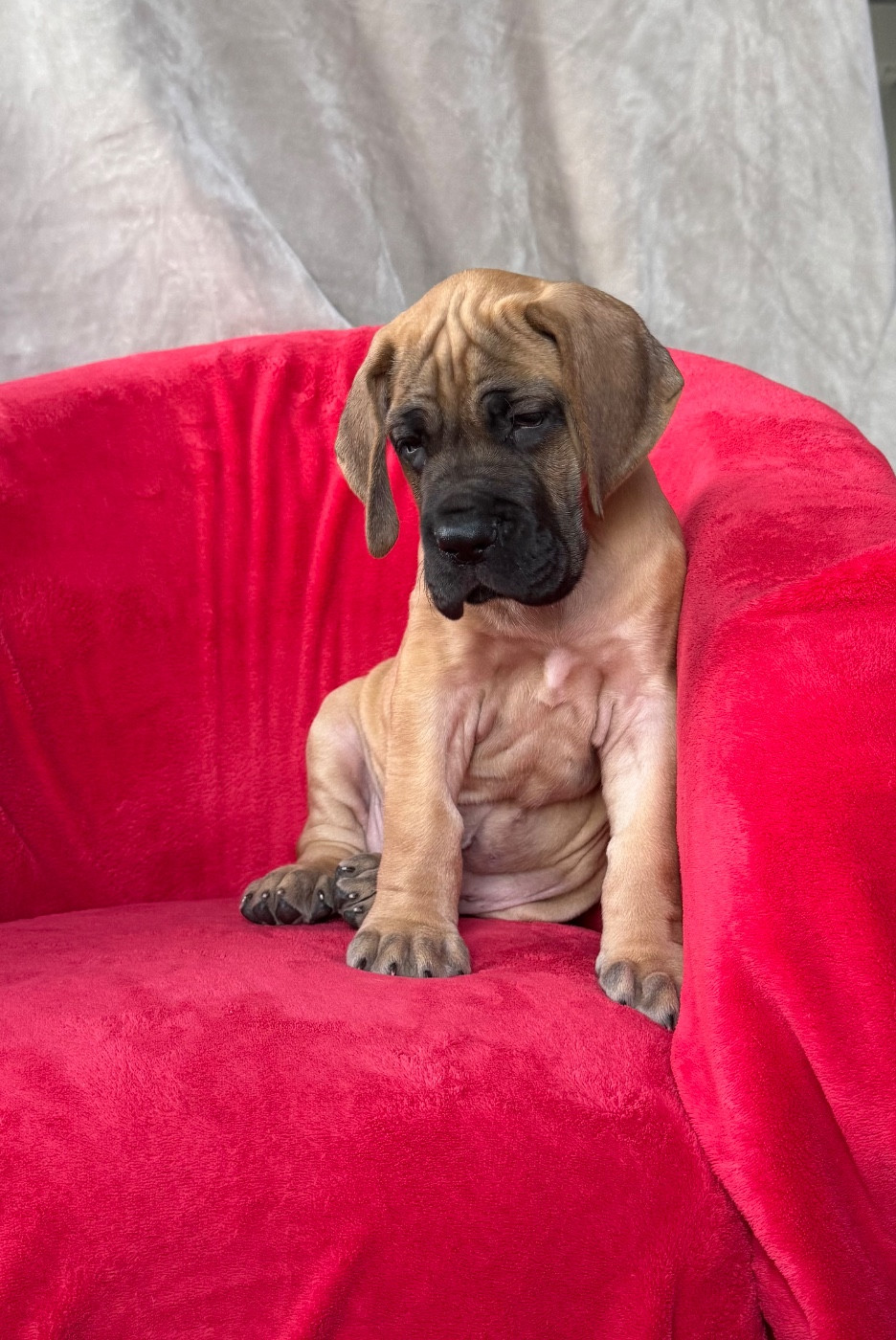 du Torrent Royal - Chiots disponibles - Dogue allemand