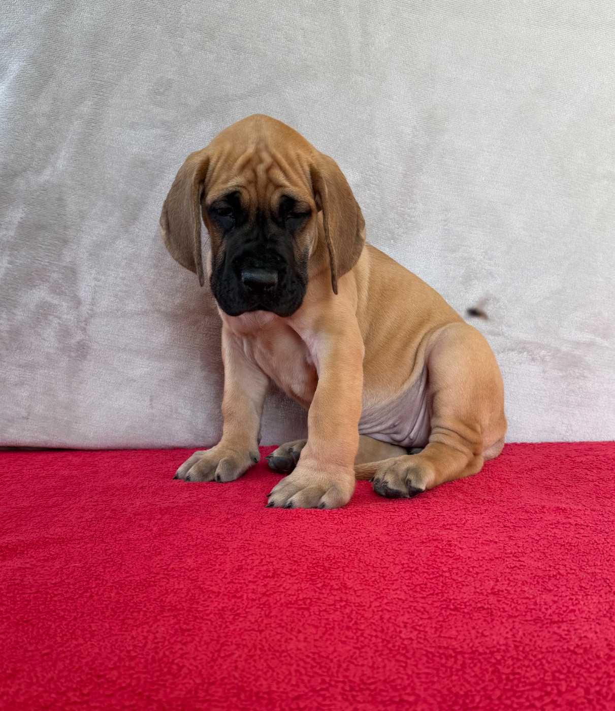 du Torrent Royal - Chiots disponibles - Dogue allemand