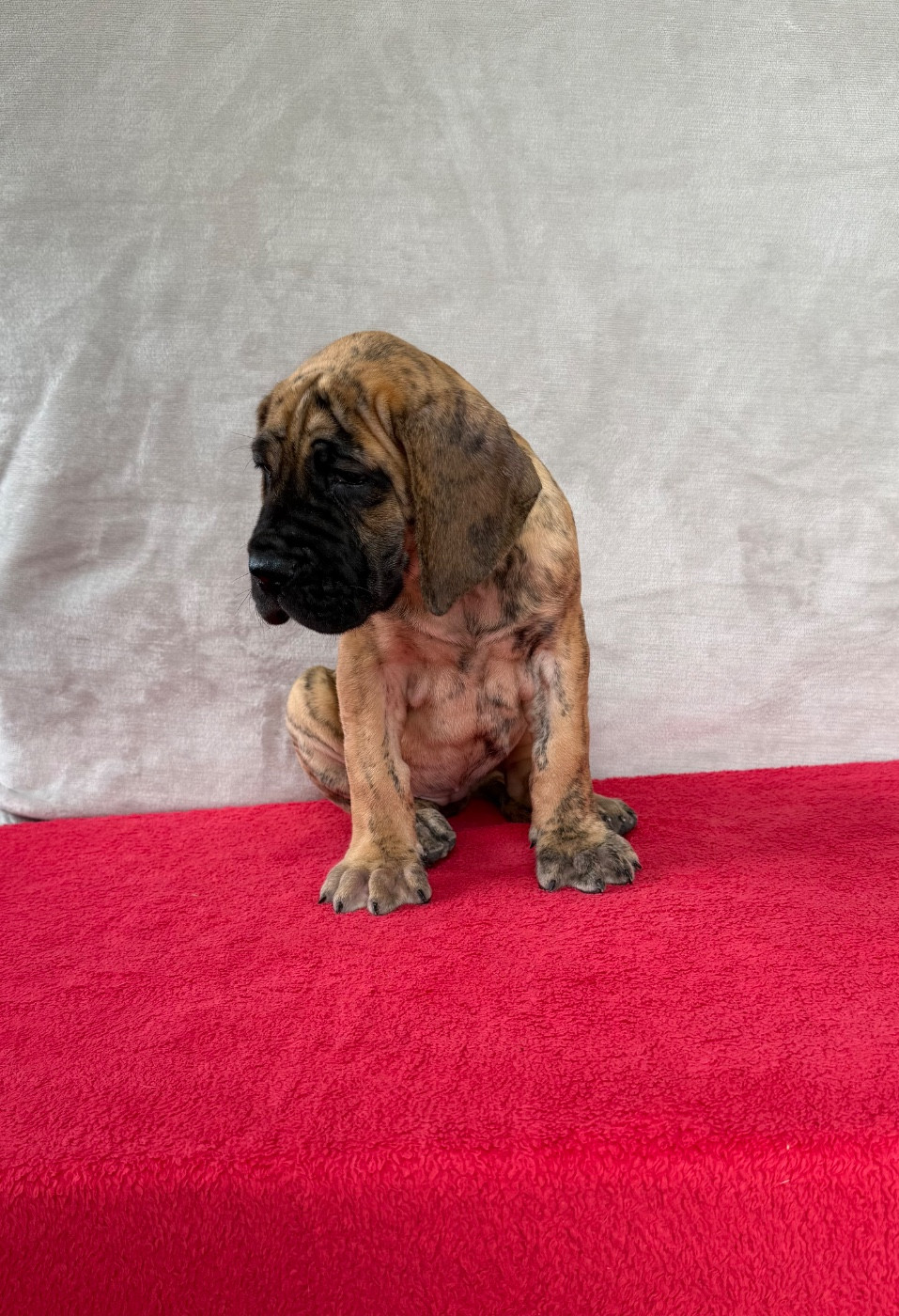 du Torrent Royal - Chiots disponibles - Dogue allemand
