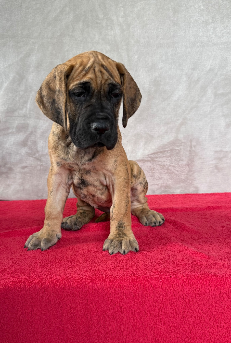 du Torrent Royal - Chiots disponibles - Dogue allemand