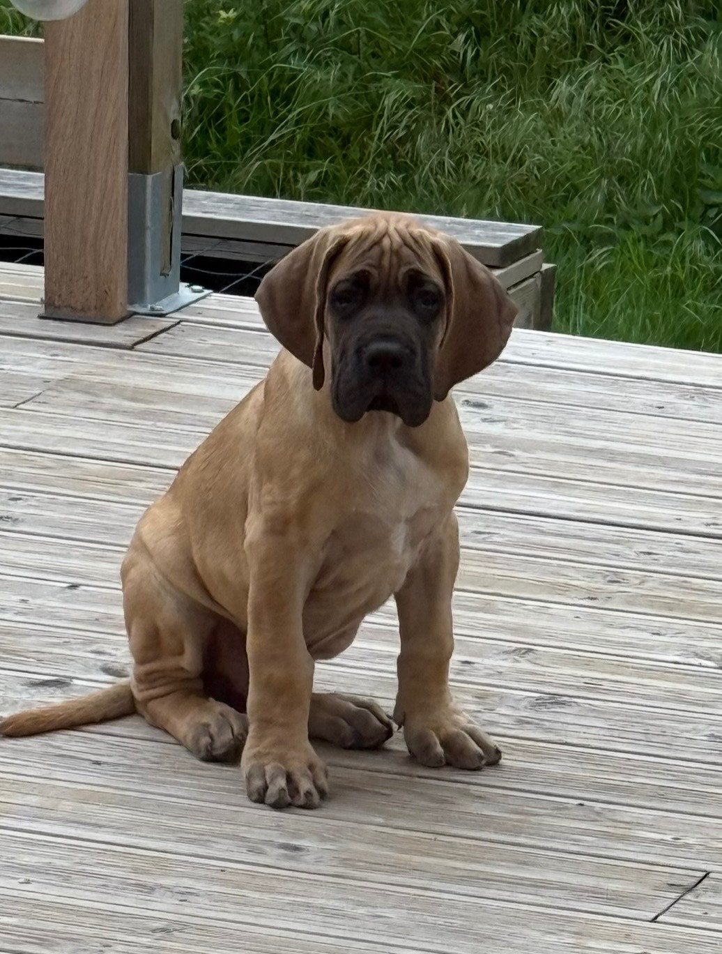 du Torrent Royal - Chiots disponibles - Dogue allemand