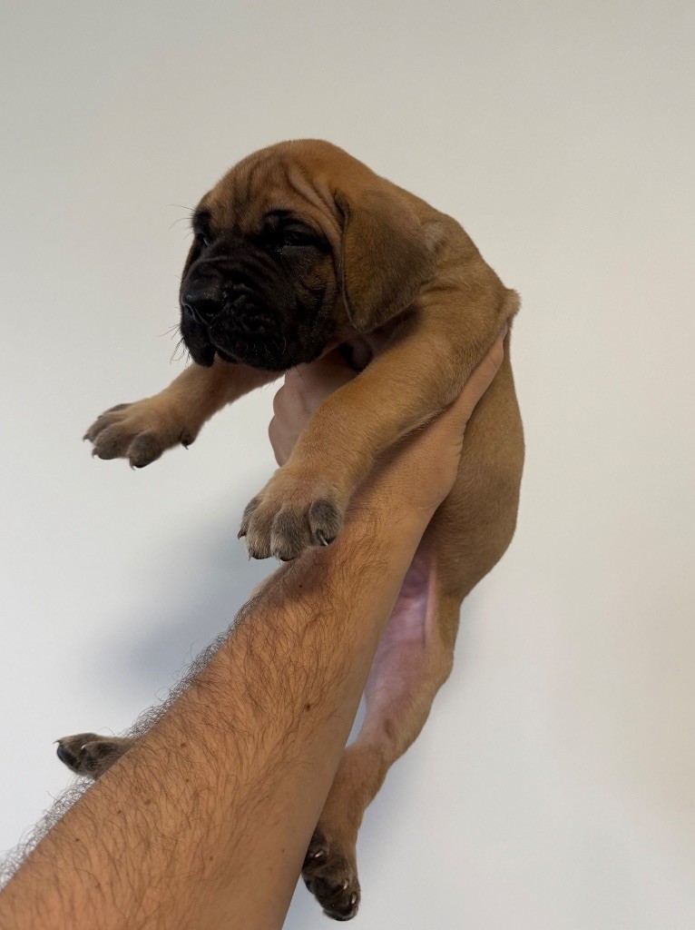 du Torrent Royal - Chiots disponibles - Dogue allemand