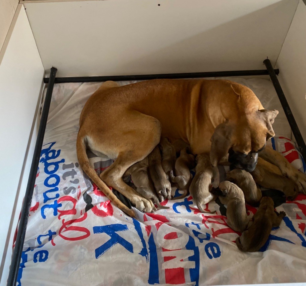 Chiot Dogue allemand du Torrent Royal