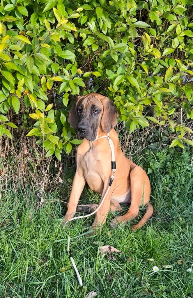 du Torrent Royal - Chiots disponibles - Dogue allemand