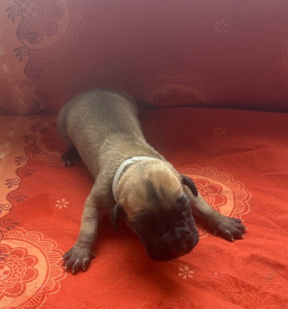 du Torrent Royal - Chiots disponibles - Dogue allemand