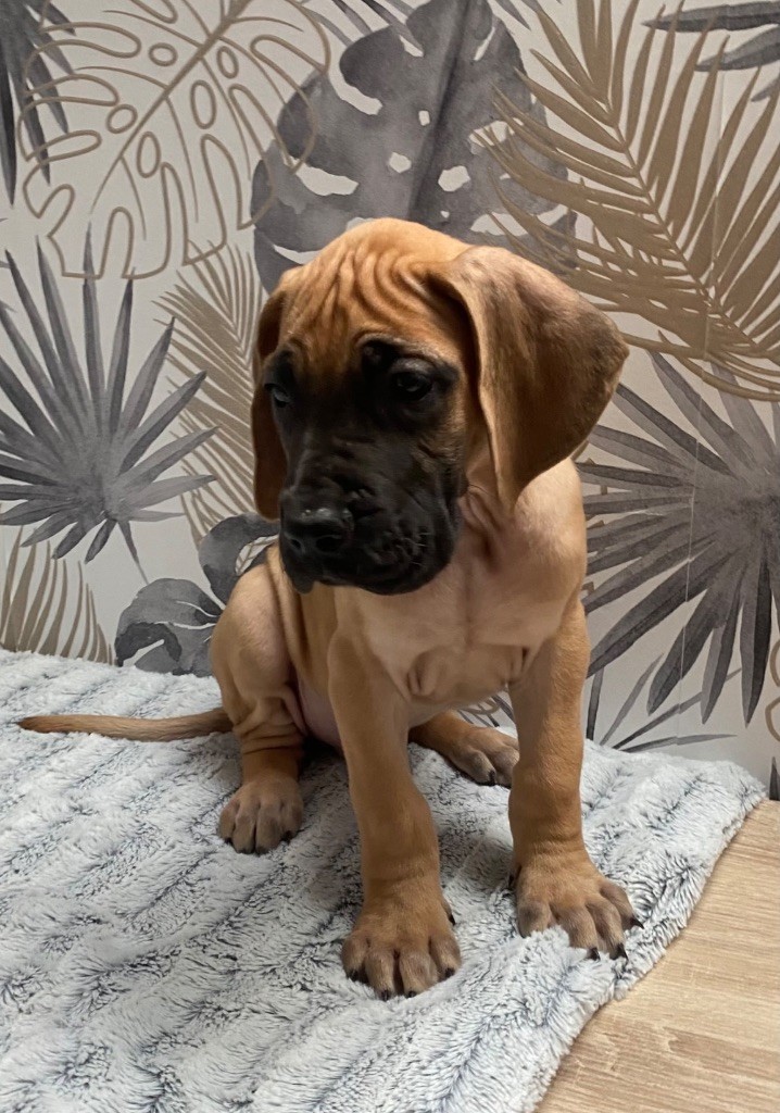 du Torrent Royal - Chiots disponibles - Dogue allemand