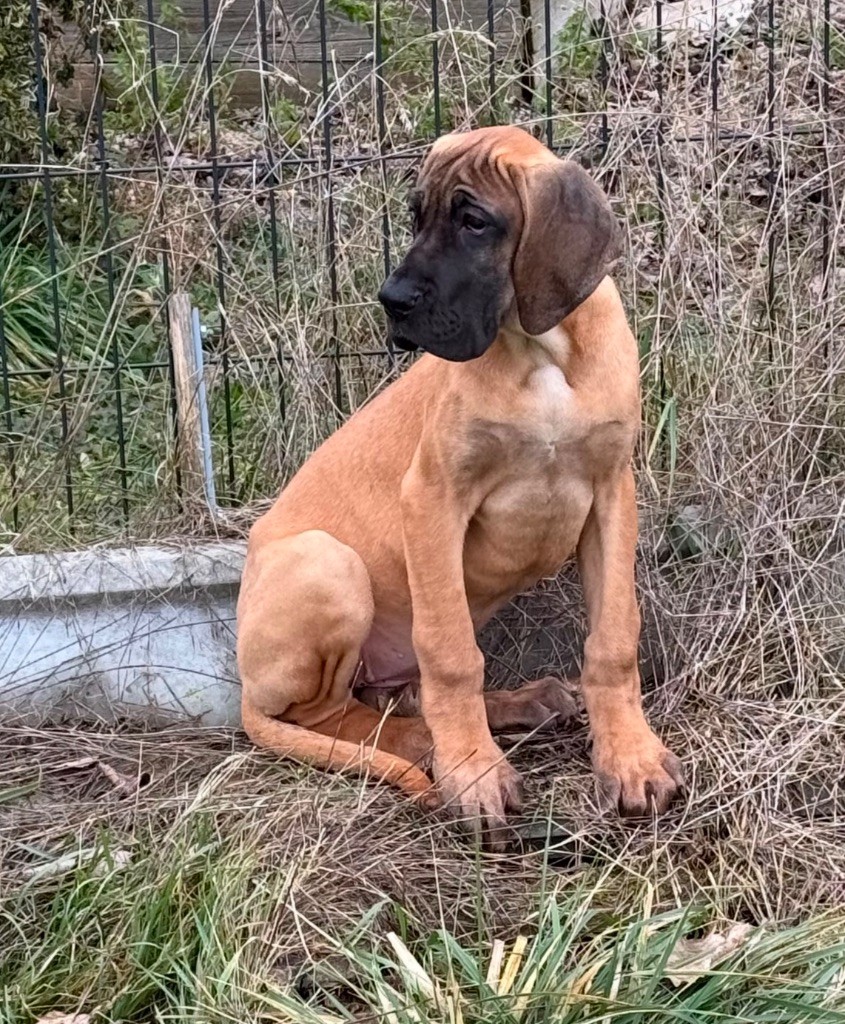 du Torrent Royal - Chiots disponibles - Dogue allemand